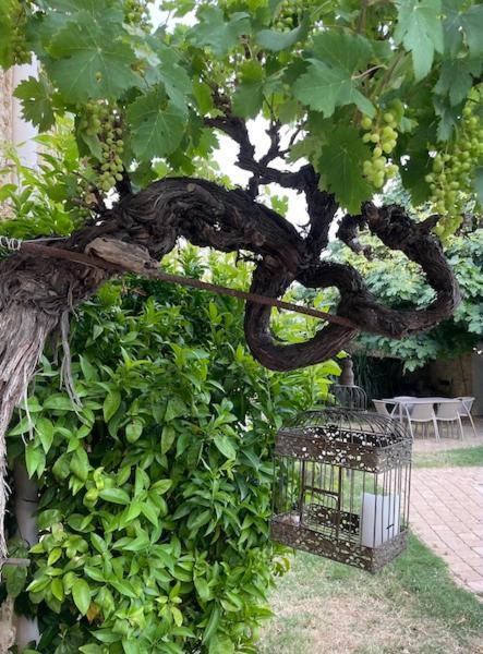 Chambres D'Hotes La Soulenque Luxury B & B Capestang Bagian luar foto
